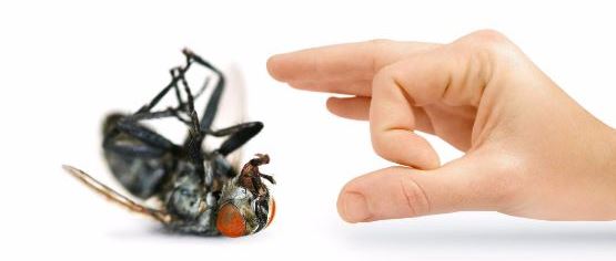 getting rid of pest